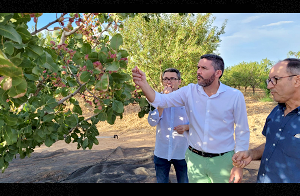 La producción de pistacho se cuadruplica en la Región desde 2015 